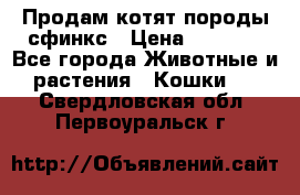 Продам котят породы сфинкс › Цена ­ 4 000 - Все города Животные и растения » Кошки   . Свердловская обл.,Первоуральск г.